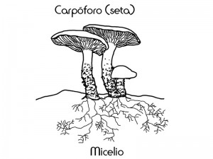 seta micelio