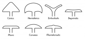 14 forma sombrero