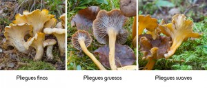 25 pliegues1