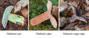 36 carne1