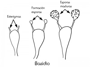 5 basidios