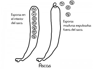 6 asca