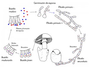 8 ciclo basidios