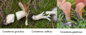 carne2