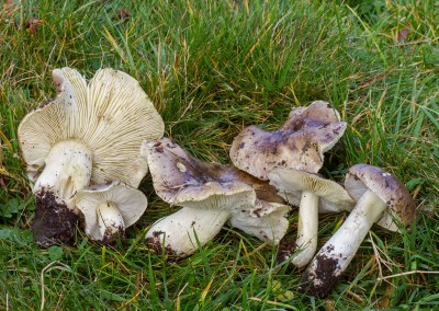Tricholoma portentosum