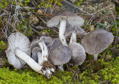 Tricholoma terreum
