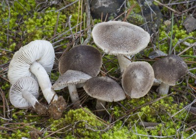 Tricoloma terreum, negrilla