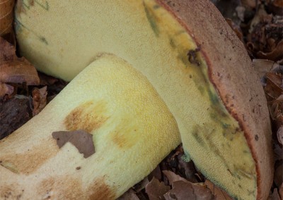 Boletus appendiculatus