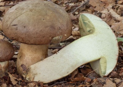Boletus appendiculatus