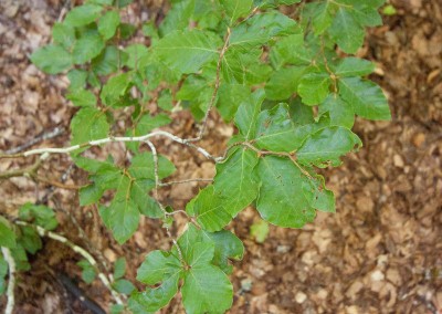 Hoja de haya