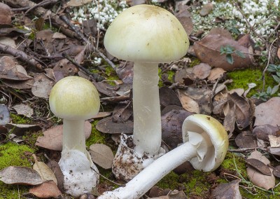 Amanita phalloides