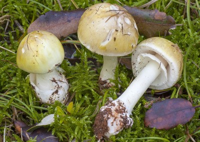Amanita phalloides