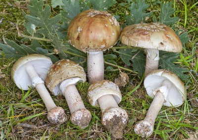 Amanita rubescens