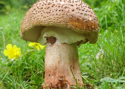 Amanita rubescens