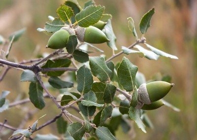 Hoja de encina - carrasca