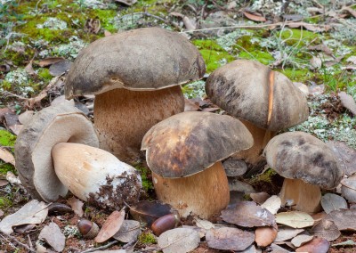 Boletus aereus, cep, porro