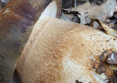 Boletus aereus, cep, porro