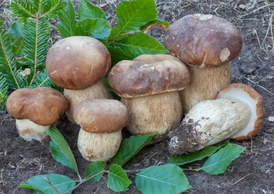 Boletus aestivalis, Boletus reticulatus, cep, porro