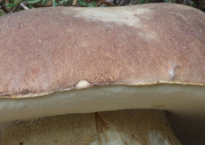 Boletus aestivalis, Boletus reticulatus, cep, porro