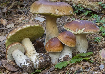 Boletus edulis, calabaza, porro, cep