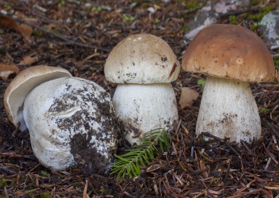 Boletus edulis, calabaza, porro, cep