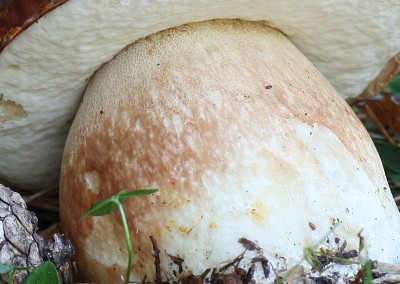 Boletus pinophilus, cep, porro
