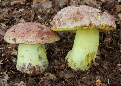 Boletus regius