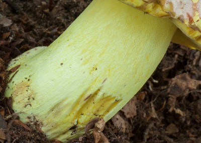 Boletus regius