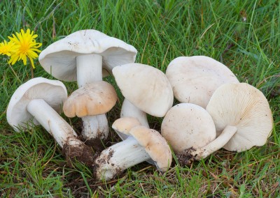 Calocybe gambosa, Perretxico, Usón, Isón, Muchardón, Seta de San Jorge