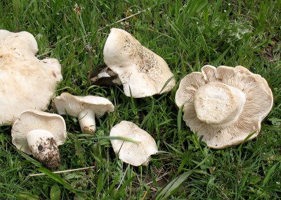 Calocybe gambosa, Perretxico, Usón, Isón, Muchardón, Seta de San Jorge