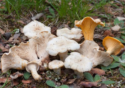 Rebozuelo, Rossinyol, Cabrilla, Zizahori