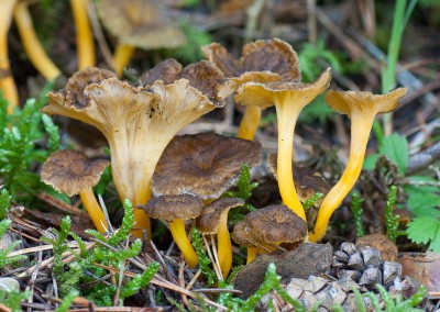 Craterellus lutescens