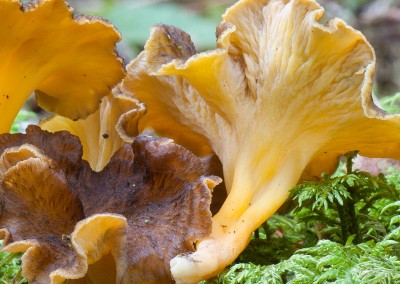 Craterellus lutescens, Trompeta amarilla, Camaroc, Saltsaperretxico