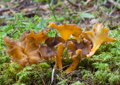 Craterellus lutescens, Trompeta amarilla, Camaroc, Saltsaperretxico