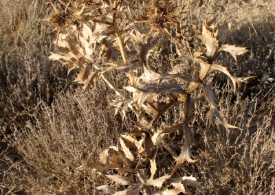 La seta de cardo micorriza con Erygium campestre