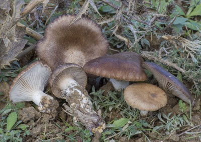 Pleurotus eryngii