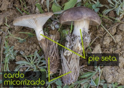 Detalle del pie de la seta micorrizada con la raiz del cardo Erygium campestre