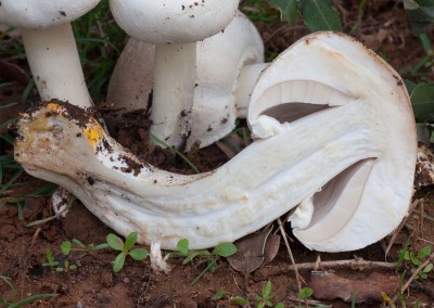 Agaricus xanthoderma, champiñon, champiñon tóxico