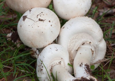 Agaricus xanthoderma, champiñon, champiñon tóxico