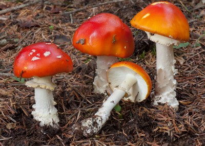 Amanita muscaria, matamoscas, falsa oronja