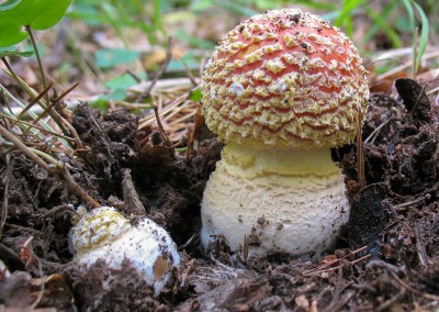 Amanita muscaria, matamoscas, falsa oronja