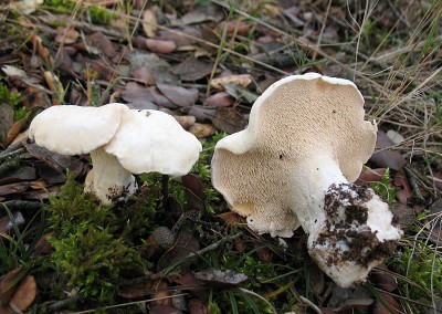 Hydnum albidum, lengua de vaca