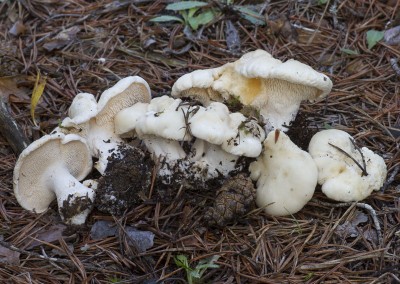 Hydnum albidum, lengua de vaca