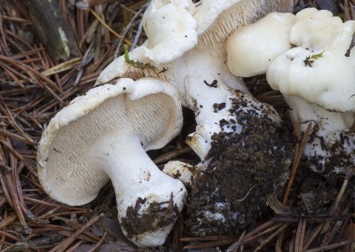 Hydnum albidum
