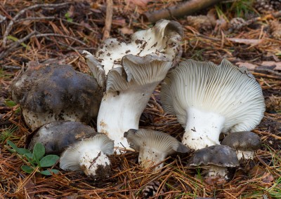 Hygrophorus marzuolus