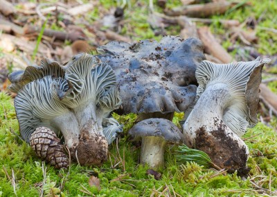 Hygrophorus marzuolus, seta de ardillas,