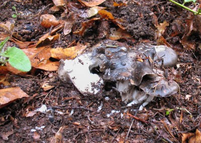 Hygrophorus marzuolus, seta de ardillas,