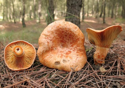 Lactarius deliciosus, rebollón, robellón, níscalos, pinetell