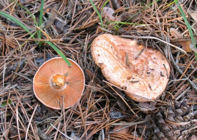 Lactarius deliciosus