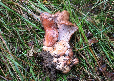 Lactarius deliciosus, rebollón, robellón, níscalos, pinetell